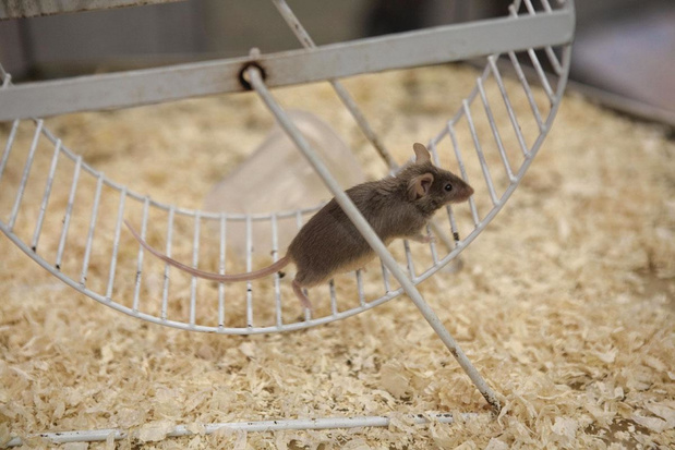 Artrose: twijfel over fysieke activiteit, bevestiging GLP-1-agonist