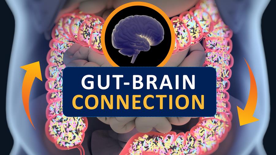 Et si le cerveau était capable de contrôler les bactéries intestinales ?