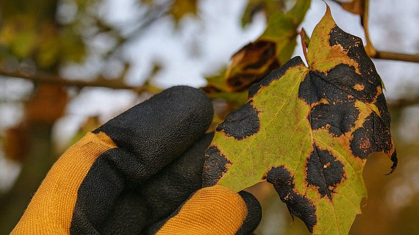 Hoe boomziektes tijdig herkennen en behandelen?